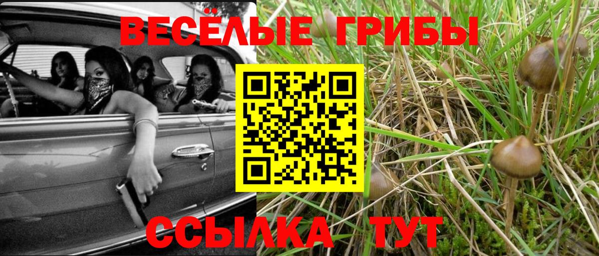 Псилоцибиновые грибы прущие грибы  даркнет сайт  Новочеркасск  Вход с VPN  Псилоцибиновые грибы Psilocybine cubensis 